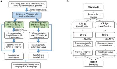 VPsero: Rapid Serotyping of Vibrio parahaemolyticus Using Serogroup-Specific Genes Based on Whole-Genome Sequencing Data